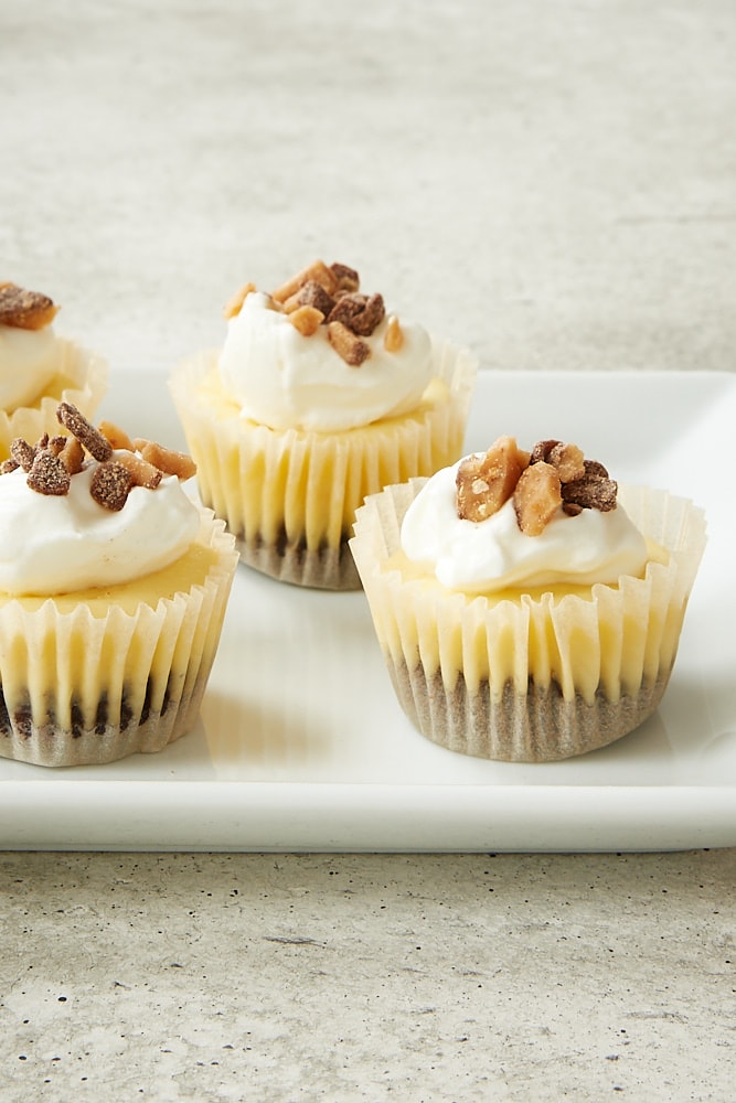 Brownie Bottom Mini Cheesecakes topped with sweetened whipped cream and chocolate toffee bits