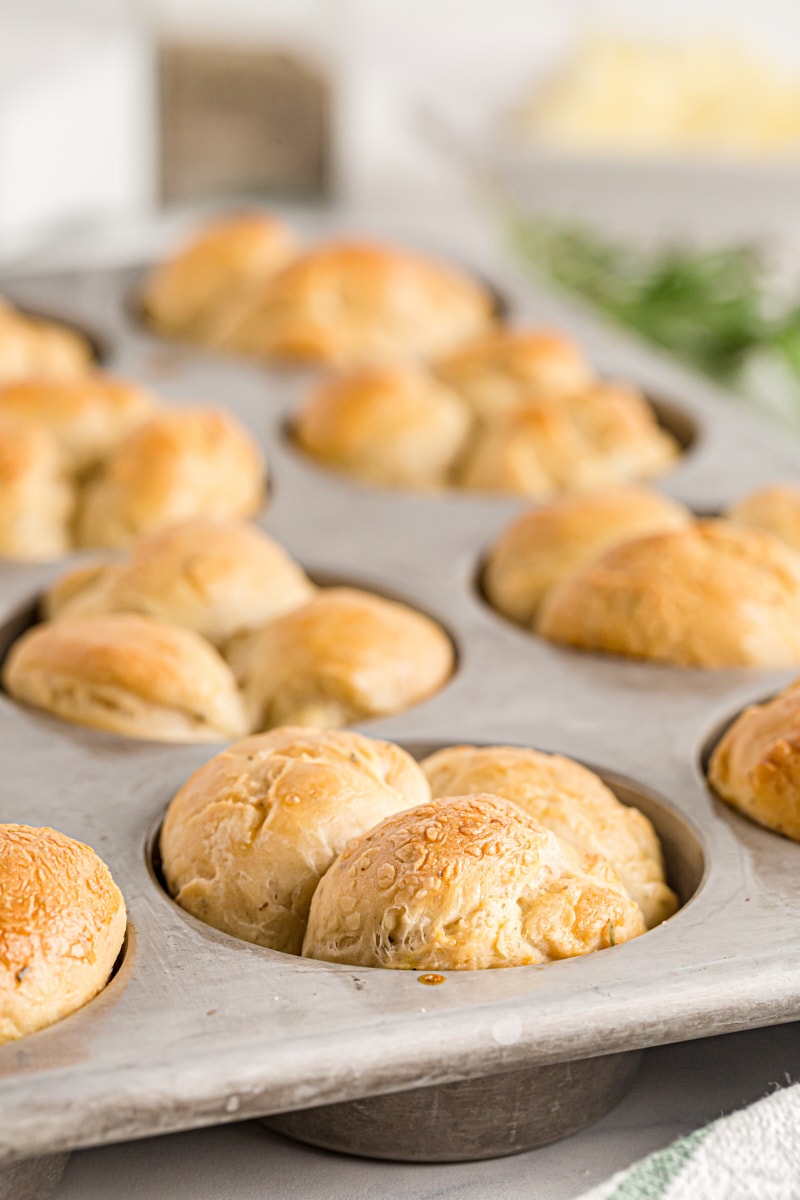 A side-view of a pan of fresh-baked cloverleaf dinner rolls.