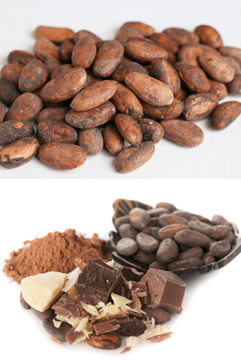 an image of cacao beans and an image of cacao beans, cocoa butter, and various forms of chocolate